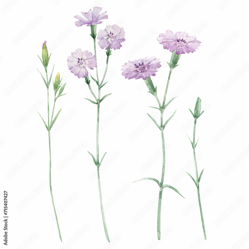 Beautiful floral set with watercolor hand drawn garden carnation flowers. Nature illustration. Stock clip art.