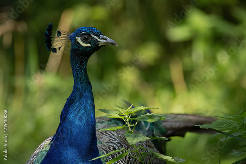Wallpaper Mural Portrait of a male peacock in the reserve. Torontodigital.ca