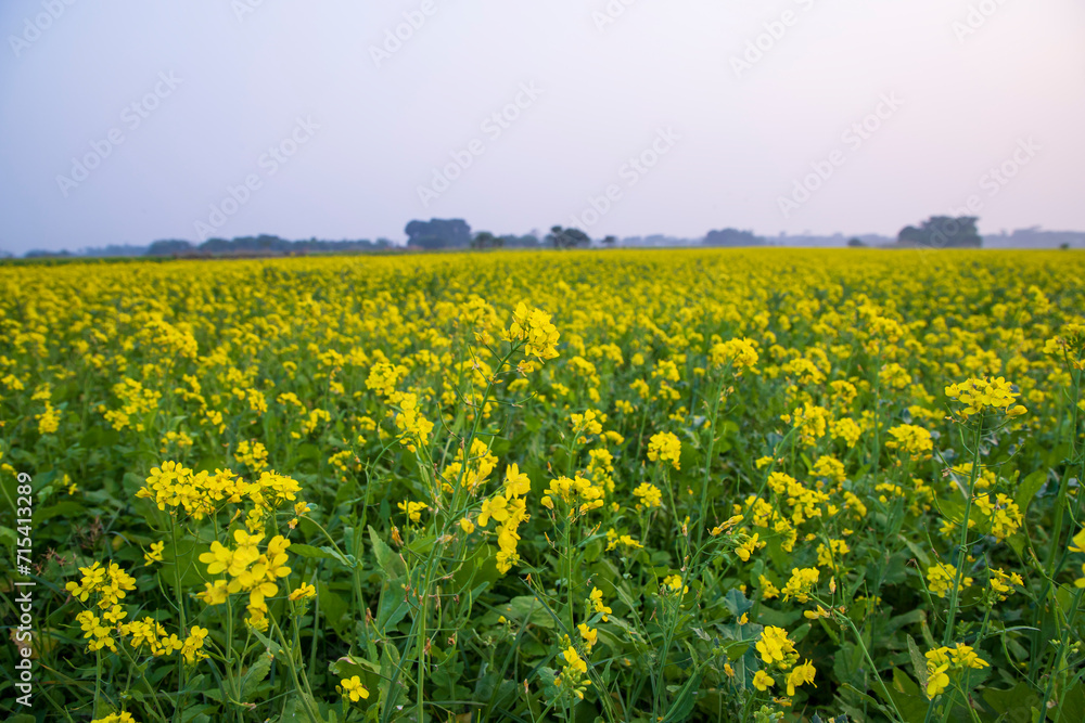 Beautiful Floral Landscape View of Rapeseed  in a field with blue sky in the countryside of Bangladesh