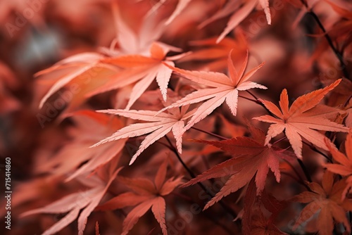  a close up of a leafy tree with orange and red leaves in the foreground and a blue sky in the background.