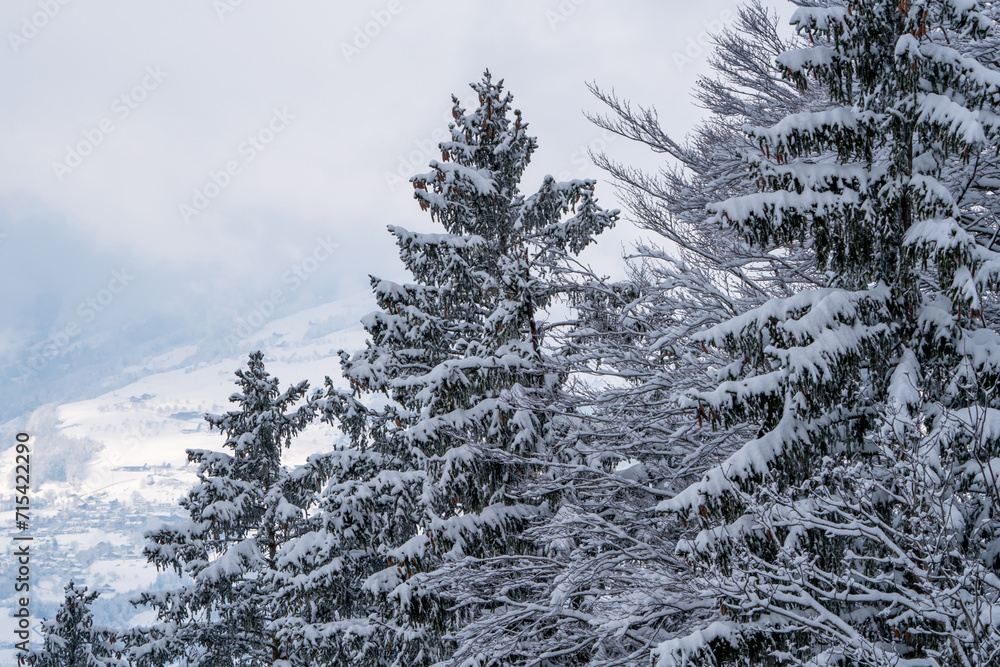Frozen snow covered trees on a mountain Frozen snow covered trees on a mountain