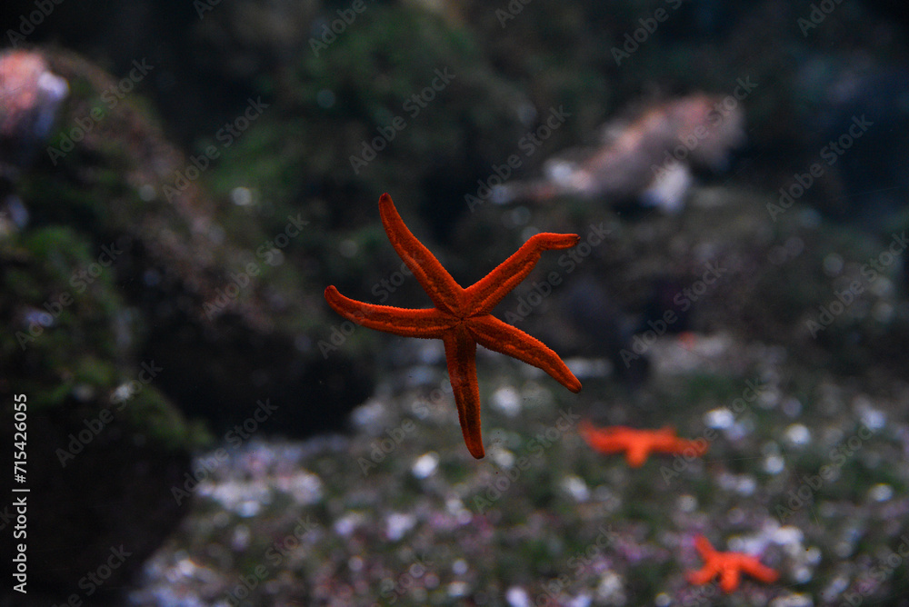 Beautiful red starfish swimming in the aquarium. Beautiful red starfish swimming in the aquarium.