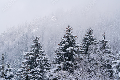 Frozen snow covered trees on a mountain