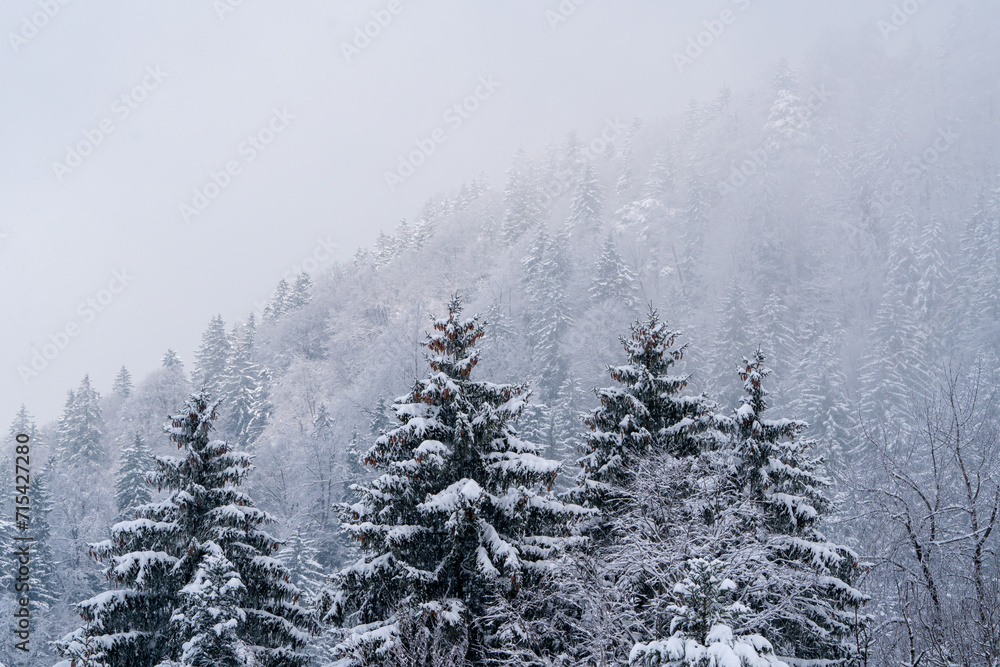 Frozen snow covered trees on a mountain Frozen snow covered trees on a mountain