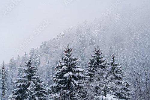 Frozen snow covered trees on a mountain