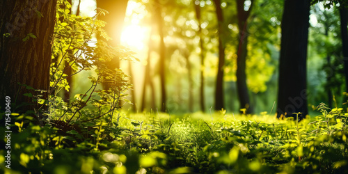 Sunlight Streaming Through Verdant Forest, Unfocused Green Trees and Wild Grass, Serene Summer Spring Natural Park Background