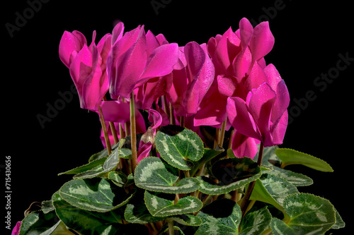 Cyclamen red flowers on a black background photo