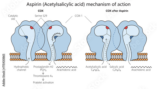 acetylsalicylic acid aspirin mechanism of action diagram hand drawn schematic raster illustration. Medical science educational illustration photo