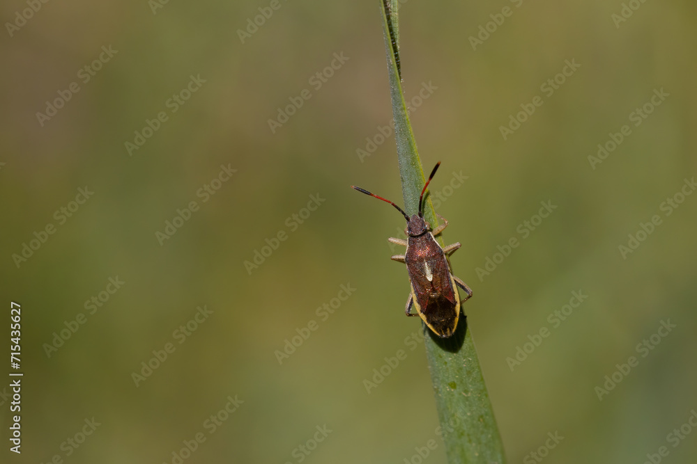 Fototapeta premium bug on a leaf