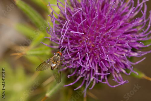 fly on thistle