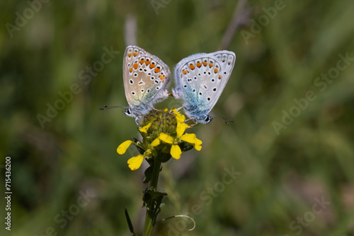 butterfly on a flower © Kenan