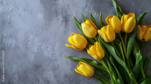 tulip flowers of delicate yellow color on a dark background with space for text, copy space mock up, spring summer