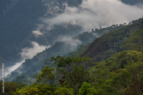 Jungle in Bolivia