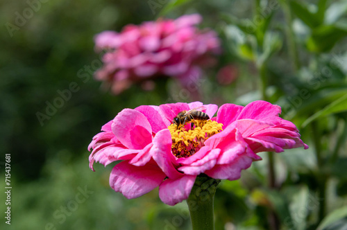 Macro of a honey bee on a pink zinnia blossom