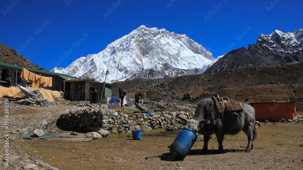 Dzo, cross breed between a cow and yak, used to transport goods in the ...