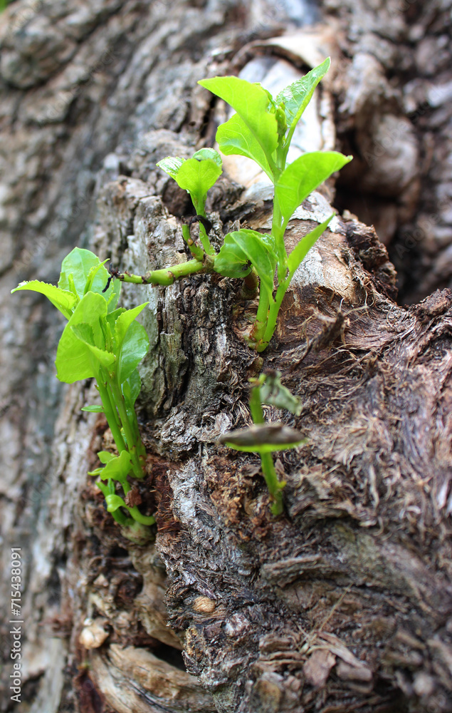 Young sprouts germinate on the trunk of an old tree
Young sprouts germinate on the trunk of an old tree