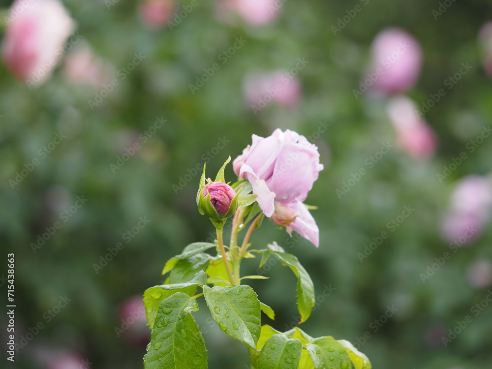 藤色のバラ　ルシエルブルー　つぼみ
