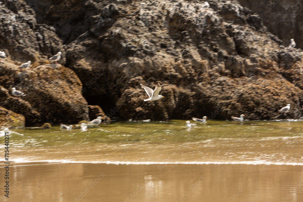 A flock of seagulls soaring high above a sandy beach and a picturesque rocky cliff, creating a stunning scene of coastal beauty. A flock of seagulls soaring high above a sandy beach and a picturesque rocky cliff, creating a stunning scene of coastal beauty.