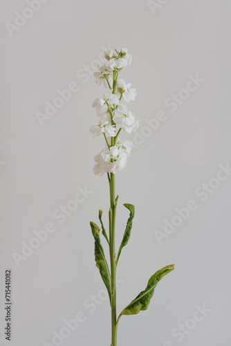 Elegant matthiola flower stem on white background. Aesthetic floral simplicity composition. Close up view flower