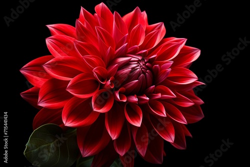 Exotic red dahlia flower isolated on black background  © Amer
