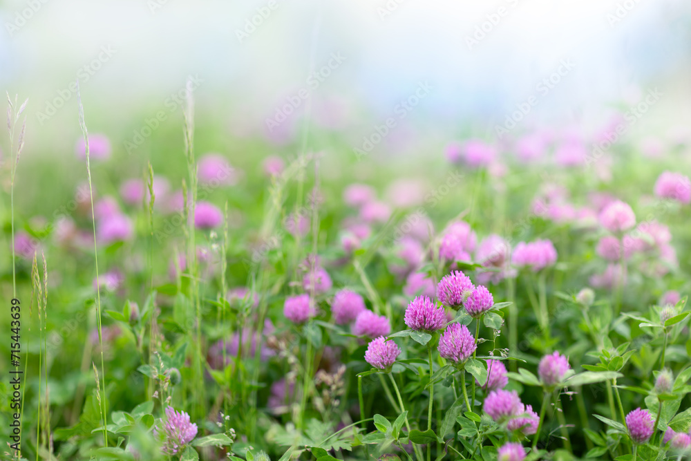 Obraz premium Background with a bright blooming clover meadow