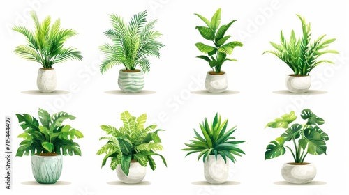 Collection of decorative houseplants isolated on white background