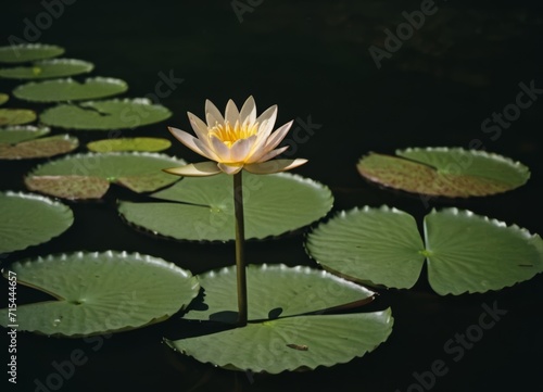 floating water lily on the night river