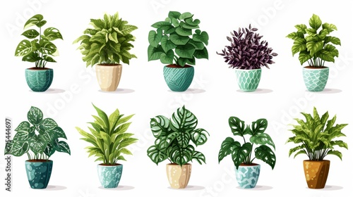 Collection of decorative houseplants isolated on white background