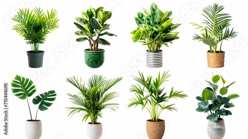 Collection of decorative houseplants isolated on white background photo