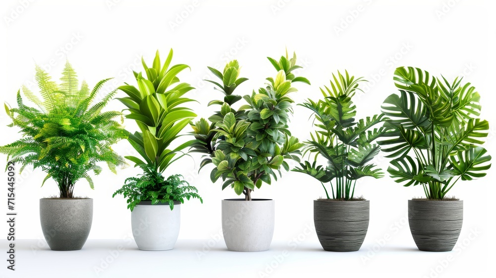 Collection of decorative houseplants isolated on white background Collection of decorative houseplants isolated on white background