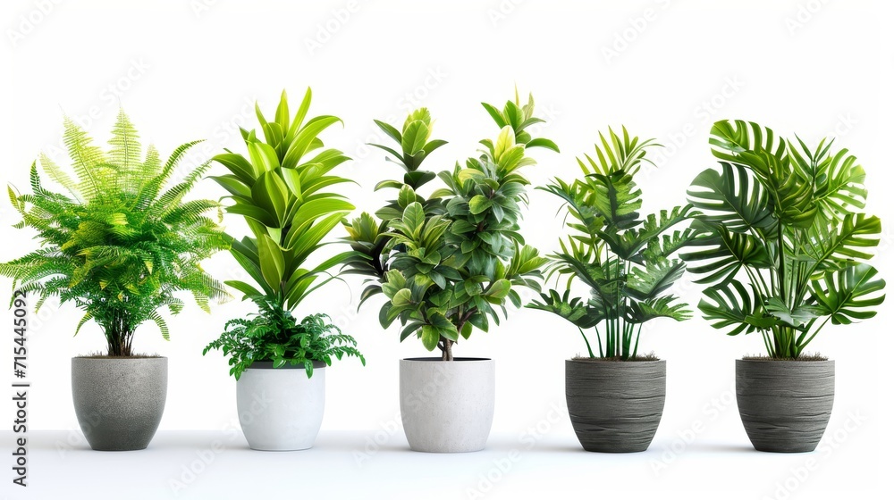 Collection of decorative houseplants isolated on white background