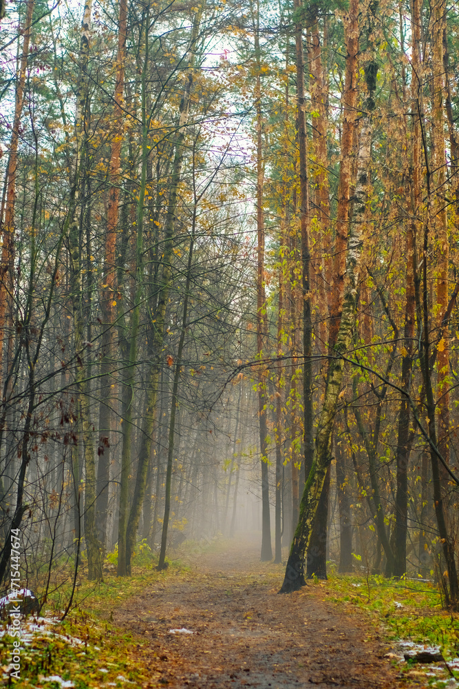 Autumn forest in the early morning. Heavy fog in the park. Dirt road between trees.