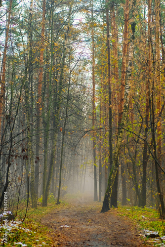Autumn forest in the early morning. Heavy fog in the park. Dirt road between trees.
