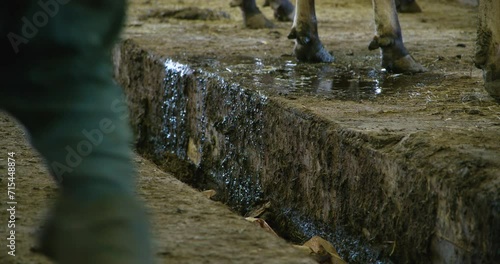 Farmer removing fresh urine from the cow bed with a shovel