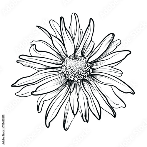 black and white drawing of a chrysanthemum flower vector photo