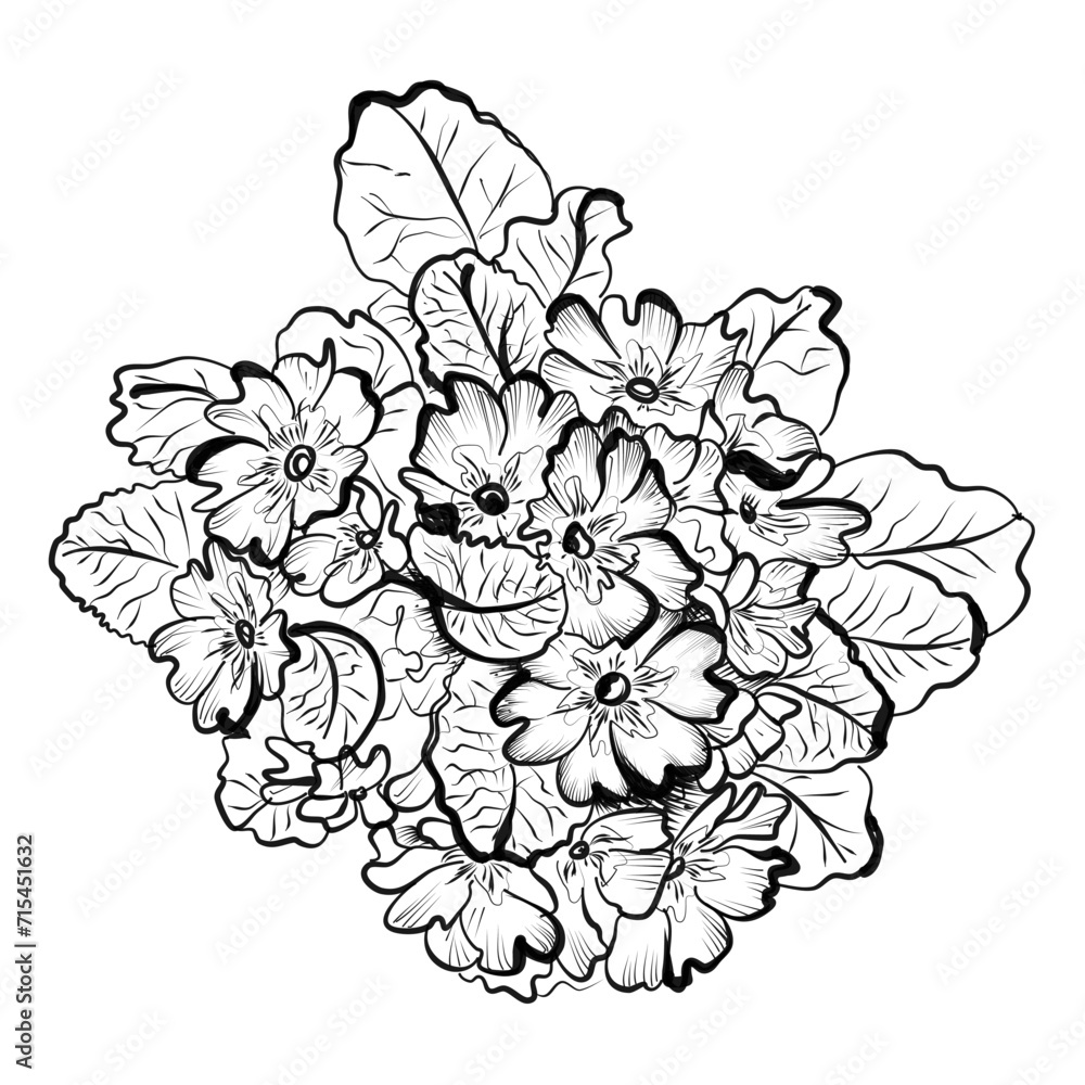 hand drawing of primrose flowers vector illustration hand drawing of primrose flowers vector illustration