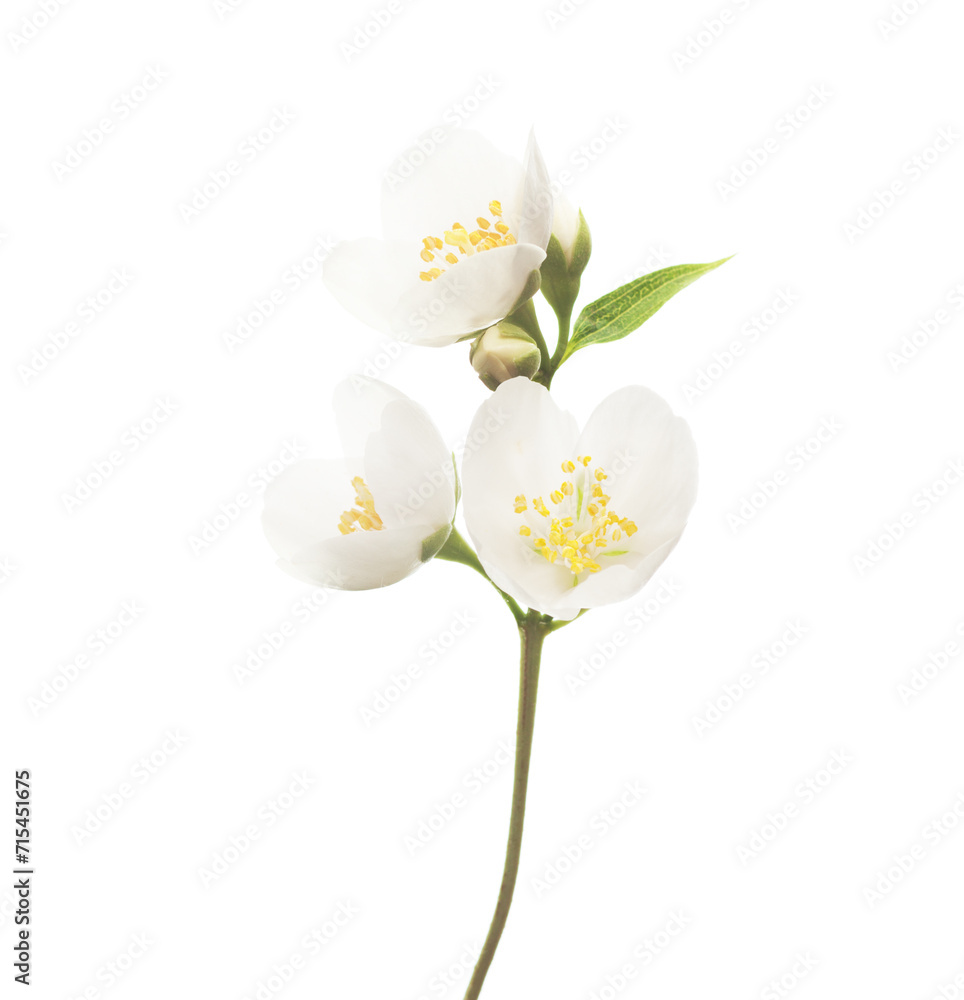 Obraz premium Fresh sprig of Jasmine (Philadelphus) with white flowers and buds isolated on white background. Selective focus.