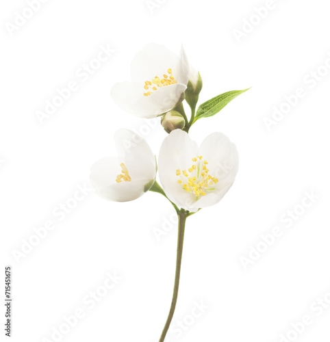 Fototapeta Naklejka Na Ścianę i Meble -  Fresh sprig of  Jasmine (Philadelphus) with white flowers and buds isolated on white background. Selective focus.