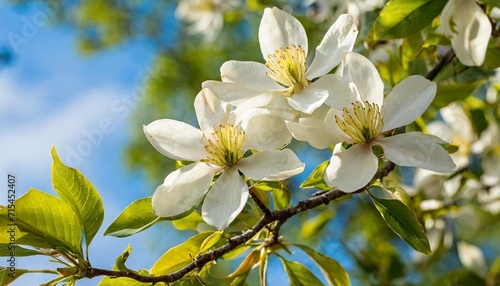 magnolia kobus photo
