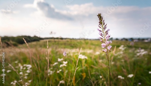 grass flower