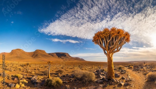 desert landscape with with quiver trees aloe dichotoma northern cape south africa photo
