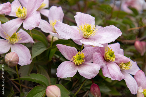 Mountain clematis montana rubens blooming in late spring