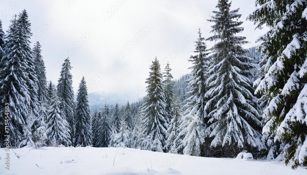 fir trees covered snow in winter spruce forest on white background with space for text