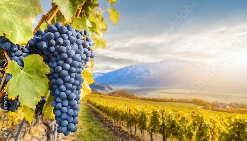 a large bunch of ripe blue grapes on the vine with blurred mountains on background
