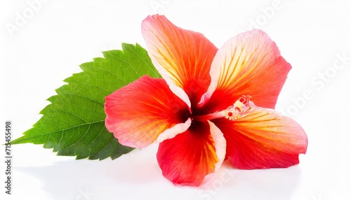 hawaiian hibiscus flower isolated
