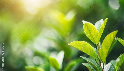 abstract blurred out of focus and blurred green leaf background under sunlight with bokeh and copy space using as background natural plants landscape ecology cover concept