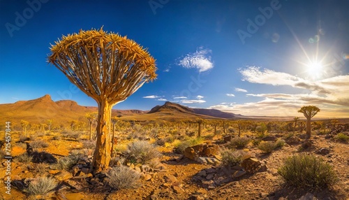 desert landscape with with quiver trees aloe dichotoma northern cape south africa photo