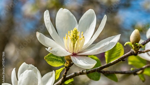 magnolia kobus photo