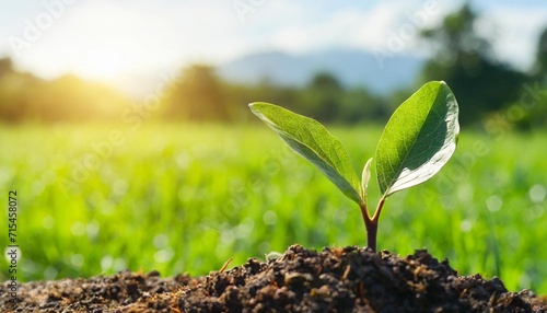 panorama small tree growing with sunrise green world and earth day concept