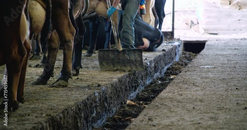 Farmer removing cow manure from the cattle bed with a plastic shovel and walking in the center alley